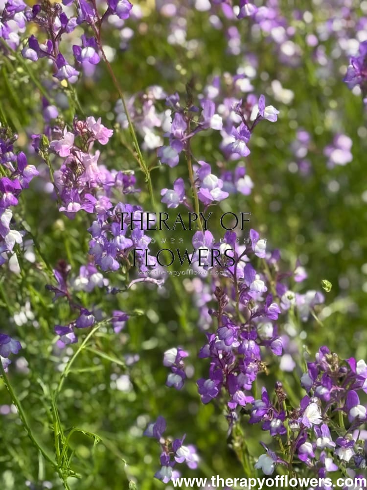 Linaria maroccana Licilia Azure | Toadflax therapyofflowers.com