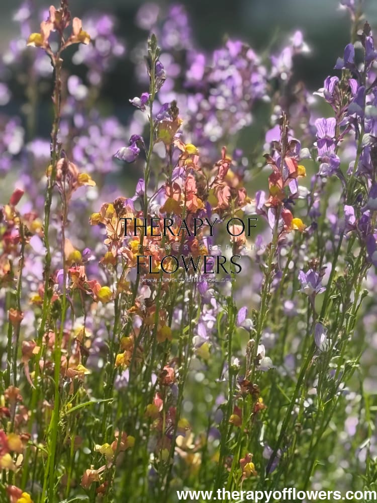 Linaria maroccana Licilia Azure | Toadflax therapyofflowers.com