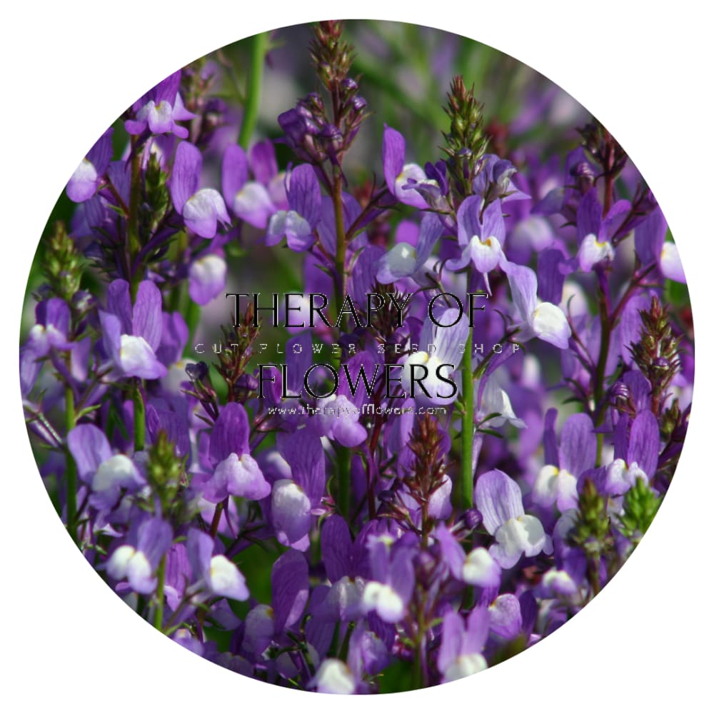 Linaria maroccana Licilia Azure therapyofflowers.com