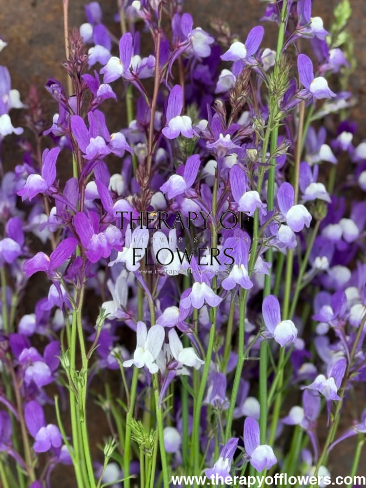 Linaria maroccana Licilia Azure | Toadflax therapyofflowers.com