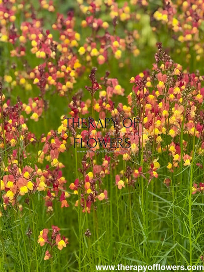 Linaria maroccana Licilia Peach | Toadflax therapyofflowers.com