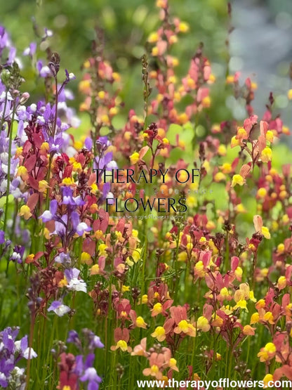 Linaria maroccana Licilia Peach | Toadflax 0.1 gram / 50 - 60 cm / Peach Seeds