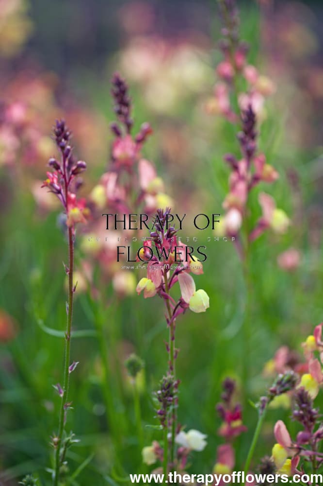 Linaria maroccana Licilia Peach therapyofflowers.com