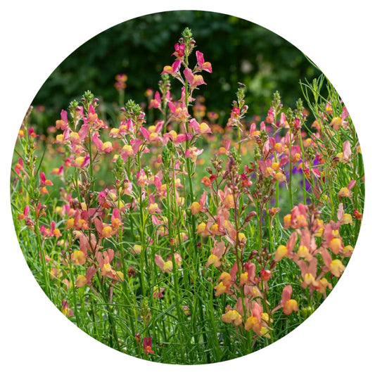 Linaria maroccana Licilia Peach therapyofflowers.com