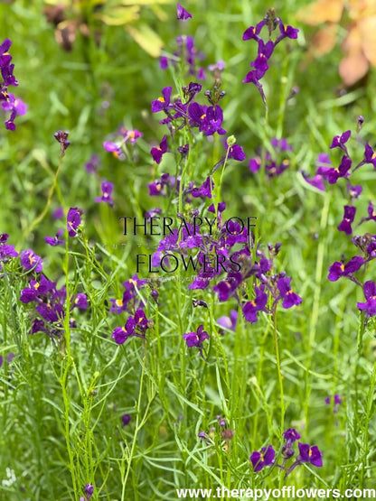 Linaria maroccana Licilia Violet | Toadflax therapyofflowers.com