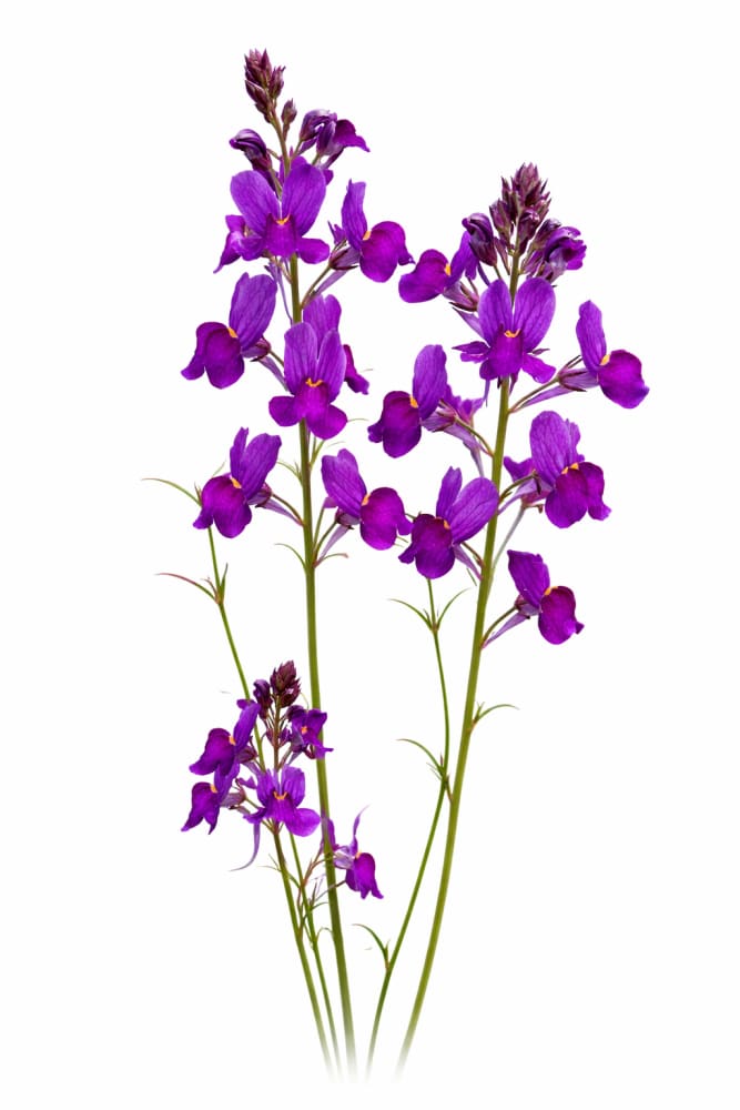 Linaria maroccana Licilia Violet | Toadflax - 0.1 gram / 50 - 60 cm / Deep Violet-Blue - seeds