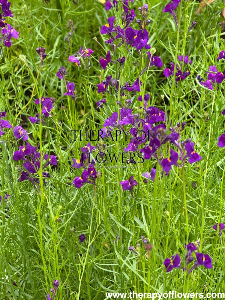Linaria maroccana Licilia Violet | Toadflax therapyofflowers.com