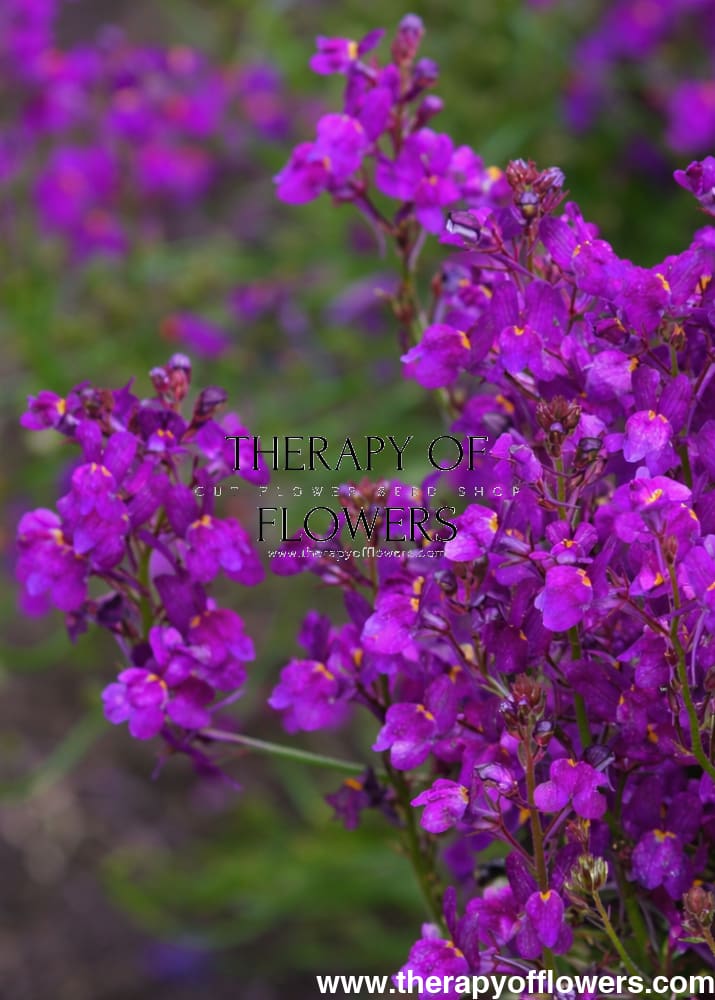 Linaria maroccana Licilia Violet | Toadflax - 0.1 gram / 50 - 60 cm / Deep Violet-Blue - seeds
