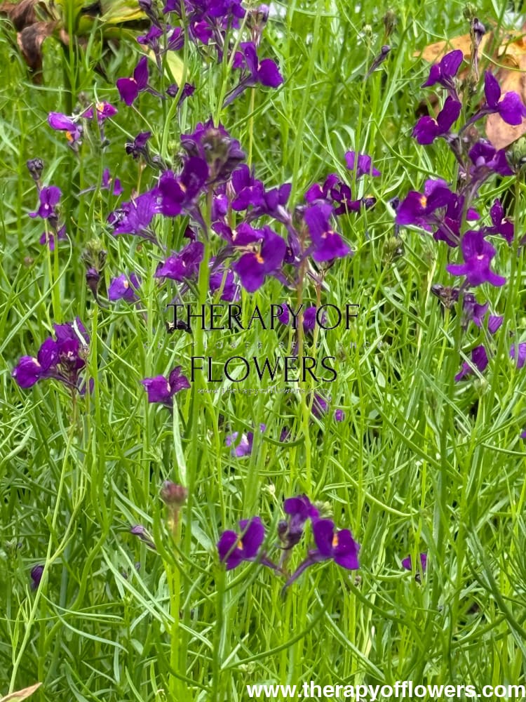 Linaria maroccana Licilia Violet | Toadflax therapyofflowers.com
