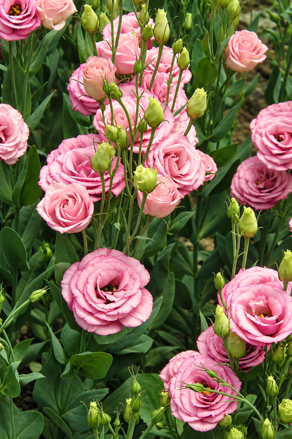 Eustoma grandiflorum Flare Rose Deep I-II F1 | Lisianthus | Pelleted Seeds therapyofflowers.com