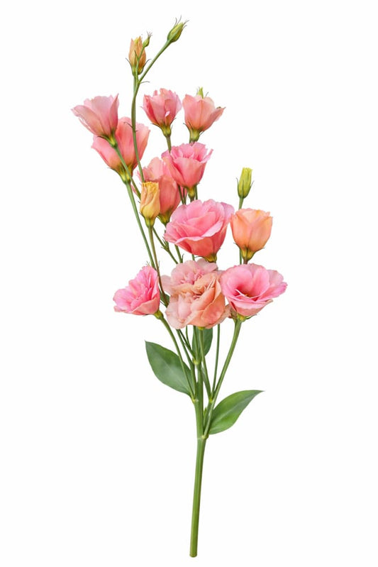 Lisianthus Arena Apricot III | Pelleted - 20 Pelleted seeds / 80-100 cm / Apricot - seeds