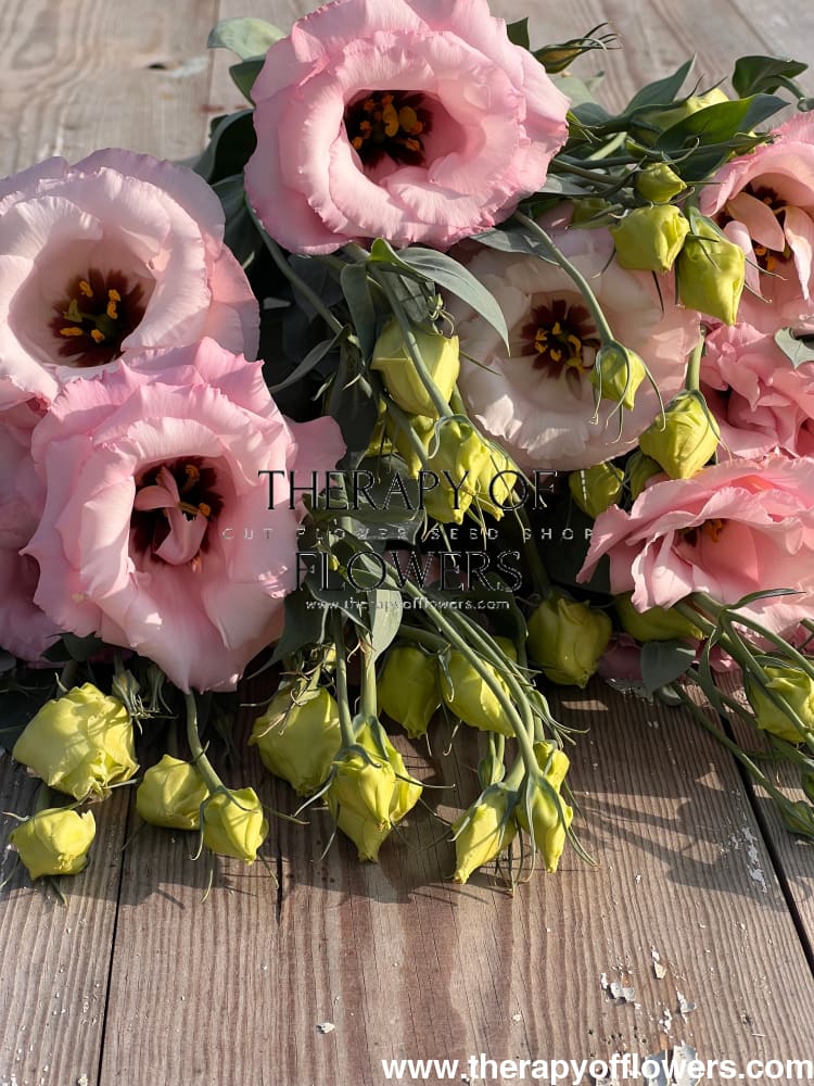 Lisianthus Arena Baby Pink III therapyofflowers.com