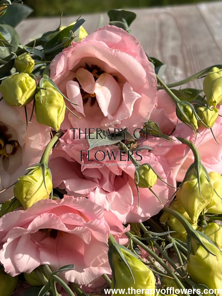 Lisianthus Arena Baby Pink III therapyofflowers.com