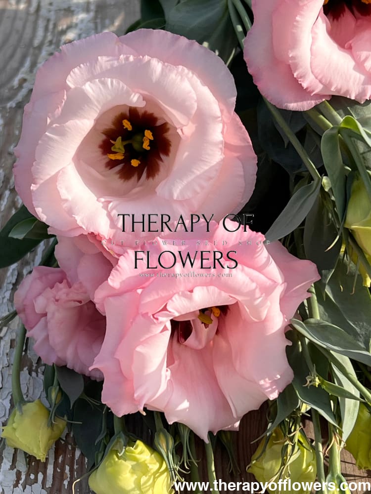 Lisianthus Arena Baby Pink III therapyofflowers.com