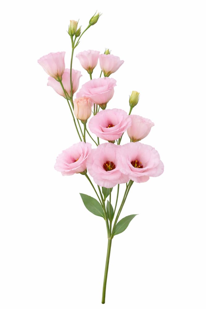Lisianthus Arena Baby Pink III | Pelleted - 20 Pelleted seeds / 80-100 cm / Baby Pink - Seeds