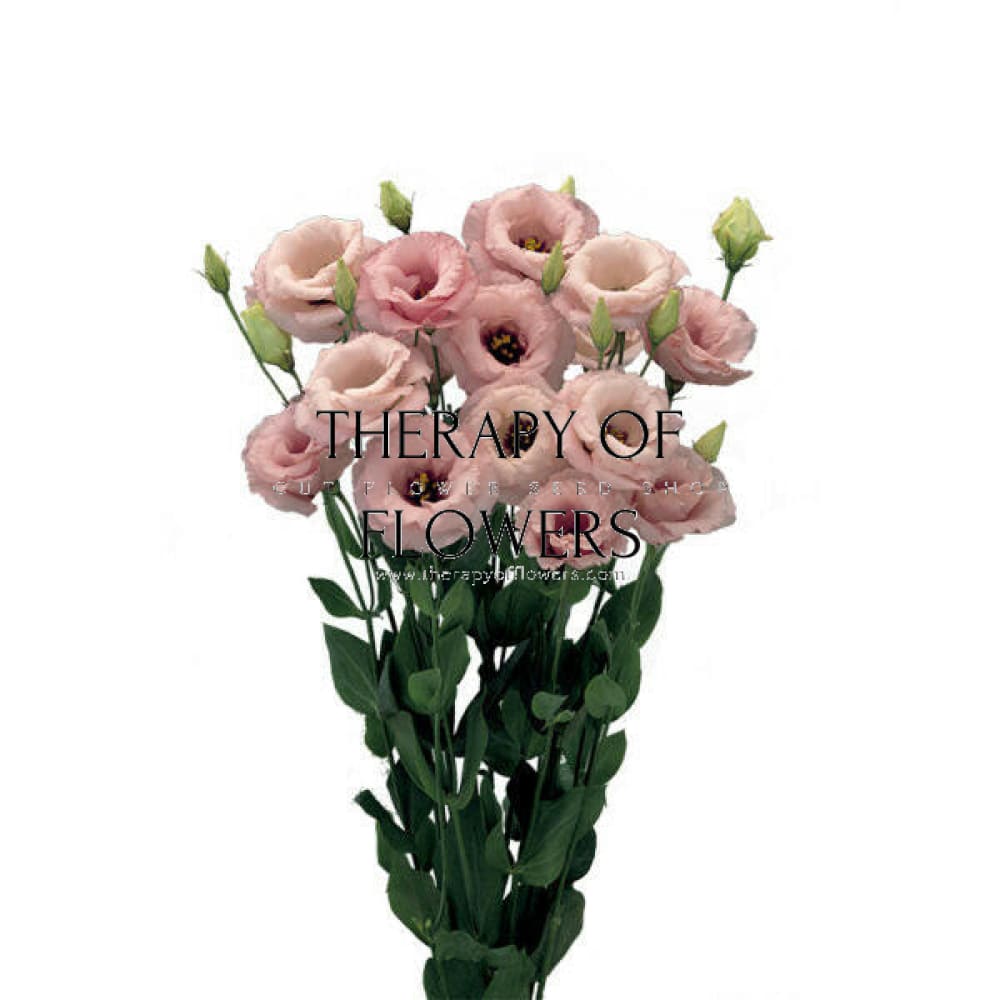 Lisianthus Arena Baby Pink III therapyofflowers.com