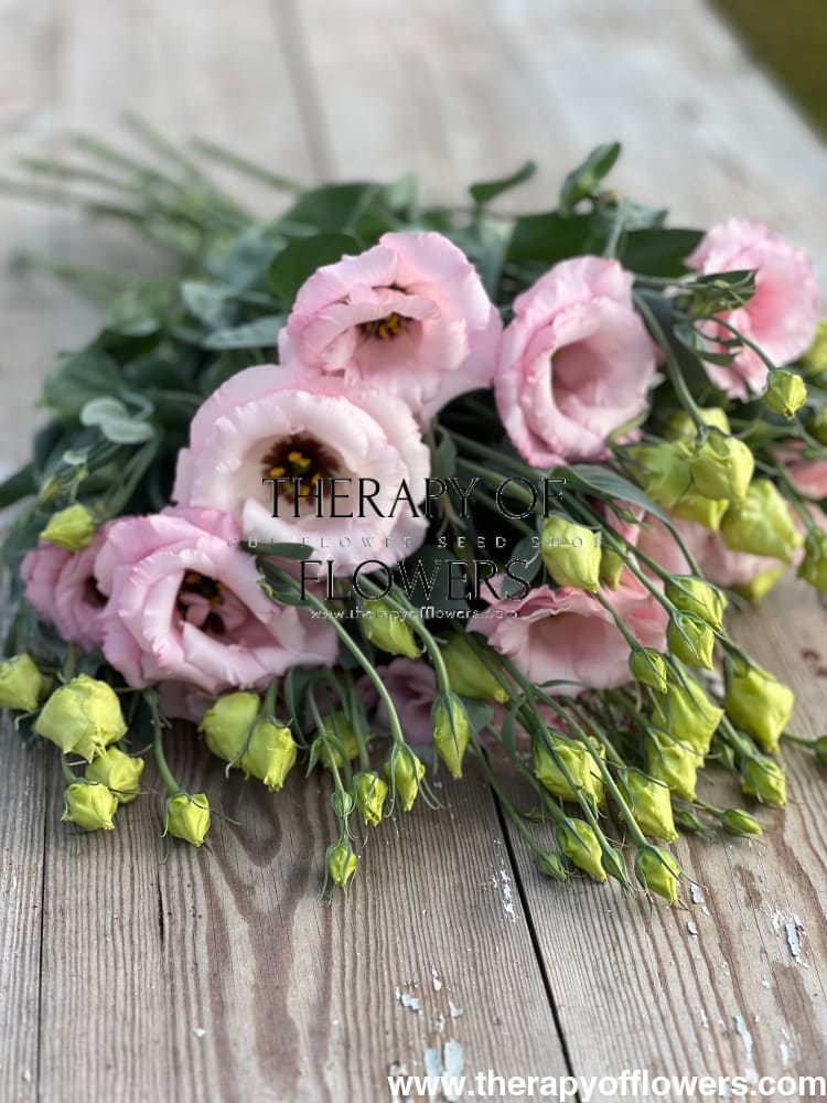 Lisianthus Arena Baby Pink III therapyofflowers.com