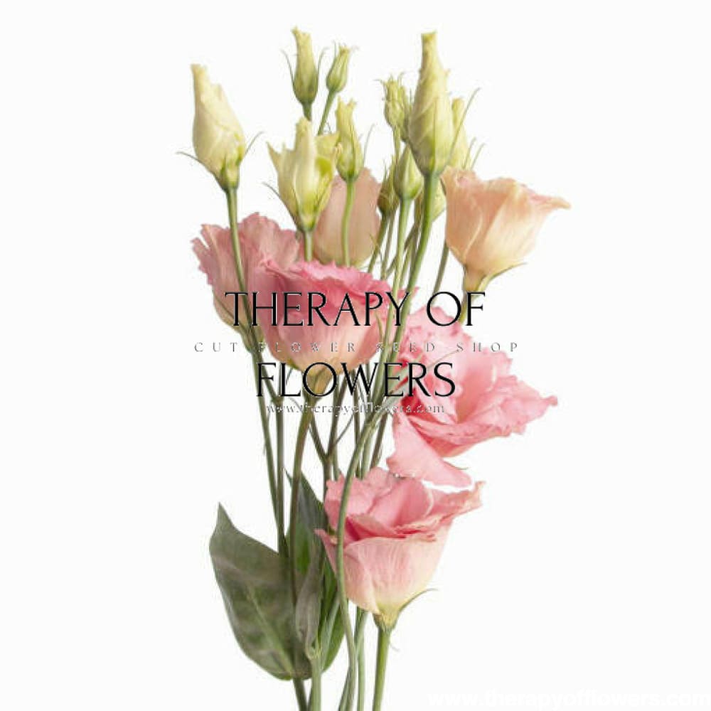 Lisianthus Arena Champagne III therapyofflowers.com