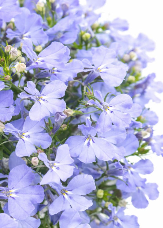 Lobelia erinus Riviera Blue Sky | Garden Lobelia therapyofflowers.com