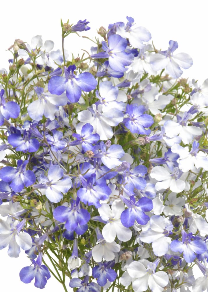 Lobelia erinus Riviera Blue Splash | Garden lobelia therapyofflowers.com