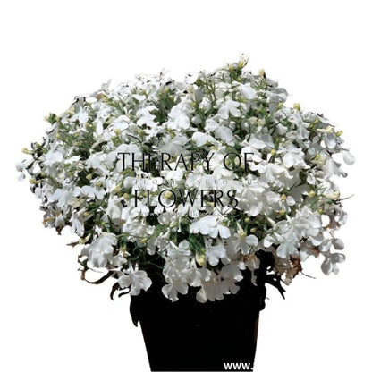 Riviera White Lobelia