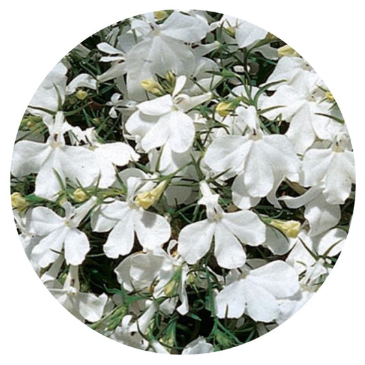 Lobelia Riviera White seeds