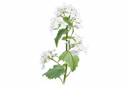 Lunaria annua Alba | White Honesty | Money Plant - 0.5 gram / 50-120cm / White - seeds