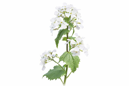 Lunaria annua Alba | White Honesty | Money Plant - 0.5 gram / 50-120cm / White - seeds