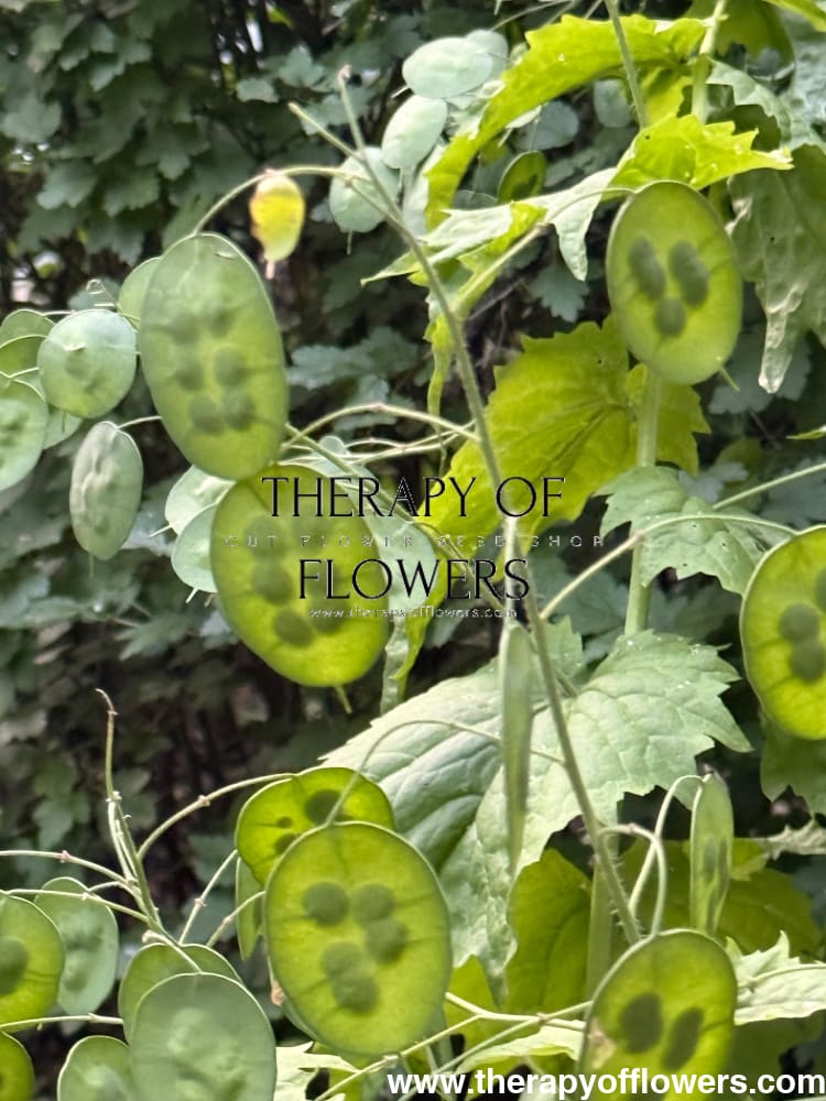 Lunaria annua Alba | White Honesty | Money Plant therapyofflowers.com