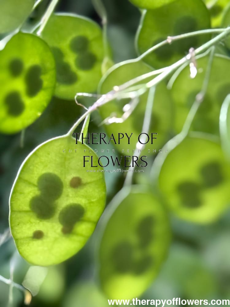 Lunaria annua Alba | White Honesty | Money Plant therapyofflowers.com