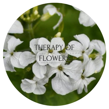 Lunaria annua Alba | White Honesty | Money Plant therapyofflowers.com