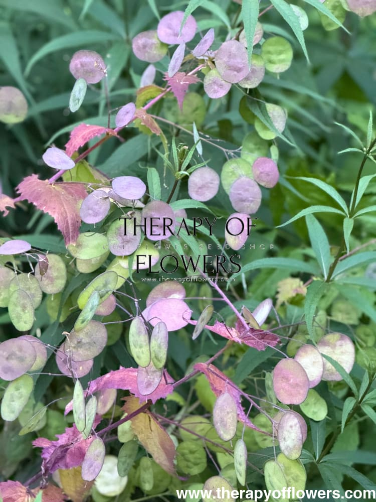 Lunaria annua Alba | White Honesty | Money Plant therapyofflowers.com