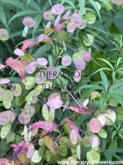 Lunaria annua Alba | White Honesty | Money Plant therapyofflowers.com