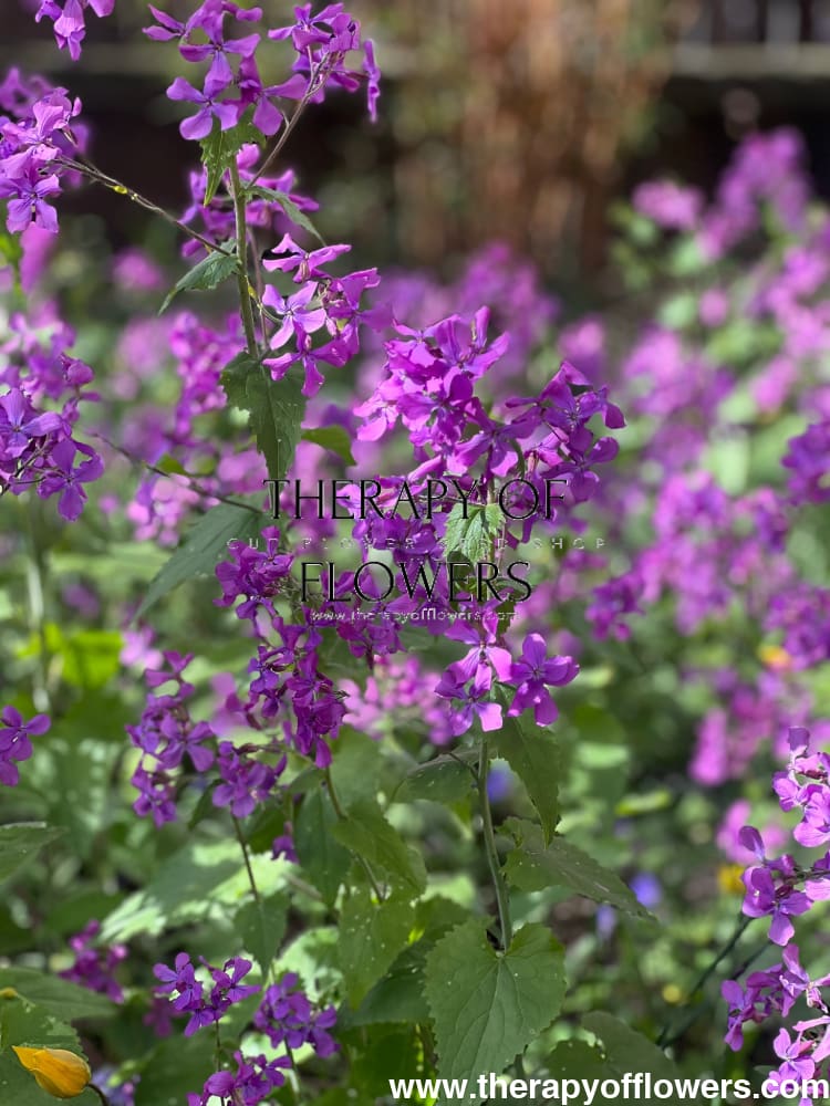 purple colour money plant Lunaria annua Violet