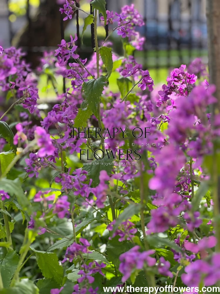 Lunaria annua Violet | White Honesty | Money Plant therapyofflowers.com