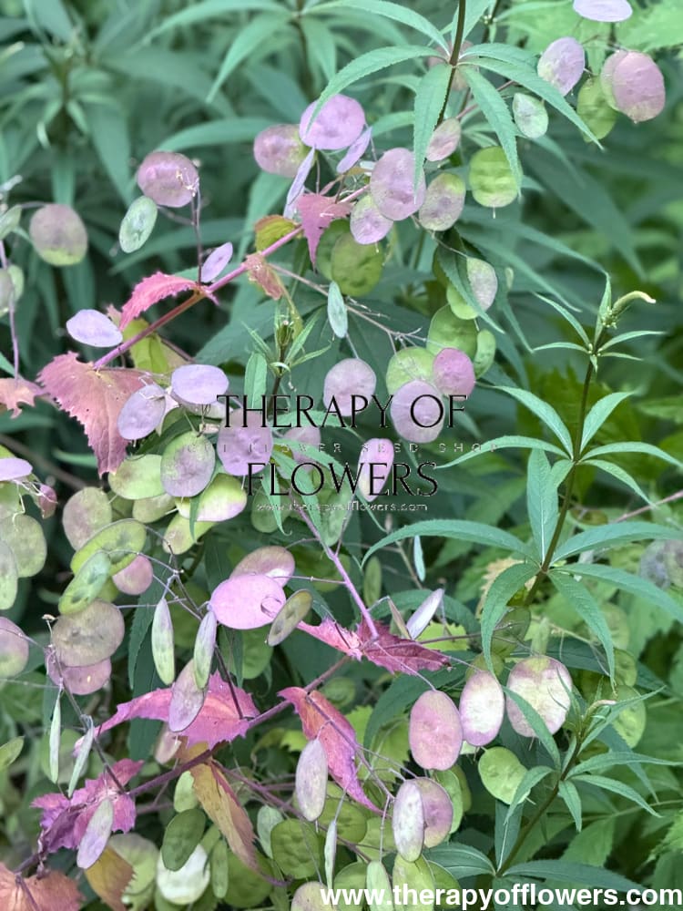 Lunaria annua Violet | Honesty | Money Plant therapyofflowers.com