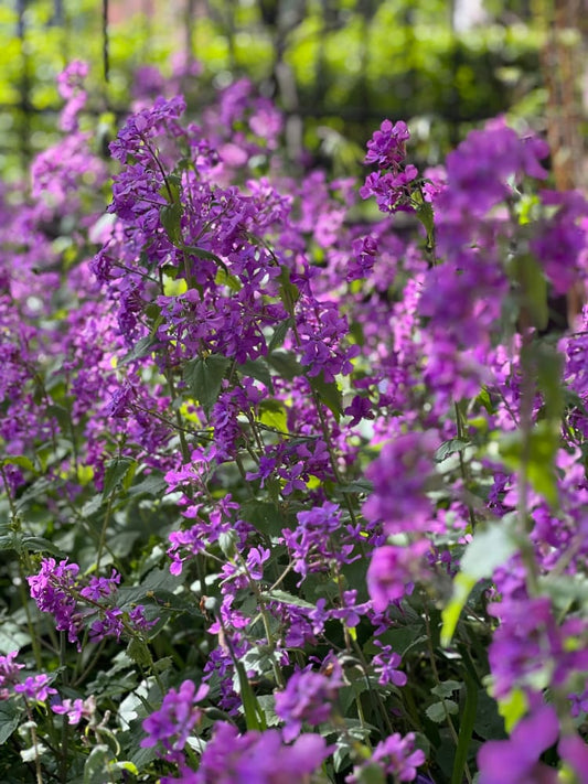 Lunaria annua Violet | White Honesty | Money Plant therapyofflowers.com