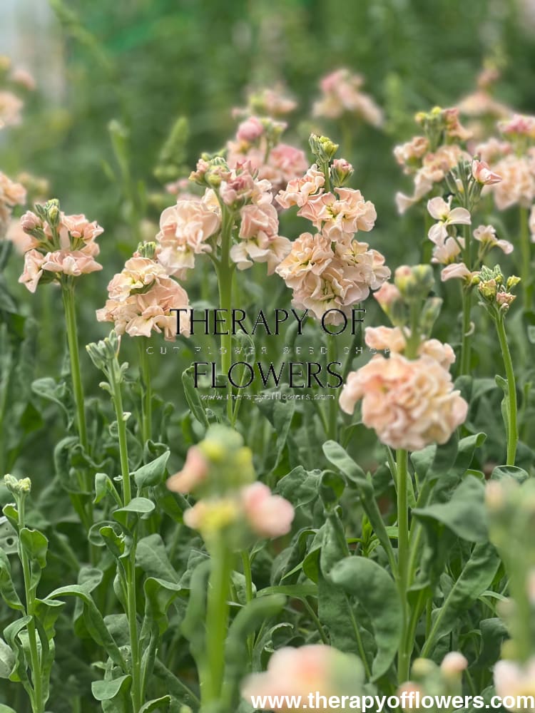 Matthiola incana Iron Apricot therapyofflowers.com