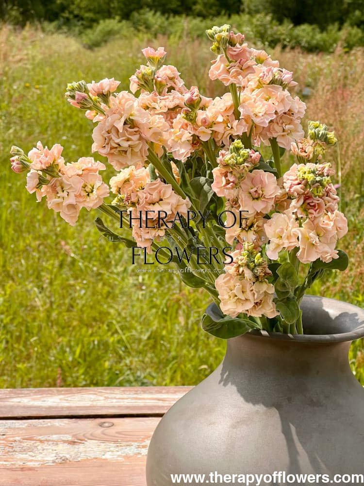 Matthiola incana Iron Apricot therapyofflowers.com