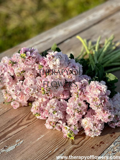 Matthiola incana Iron Cherry Blossom therapyofflowers.com