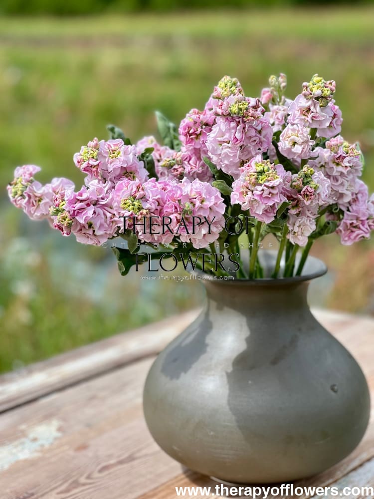 Matthiola incana Iron Cherry Blossom therapyofflowers.com