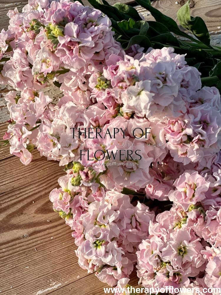 Matthiola incana Iron Cherry Blossom therapyofflowers.com