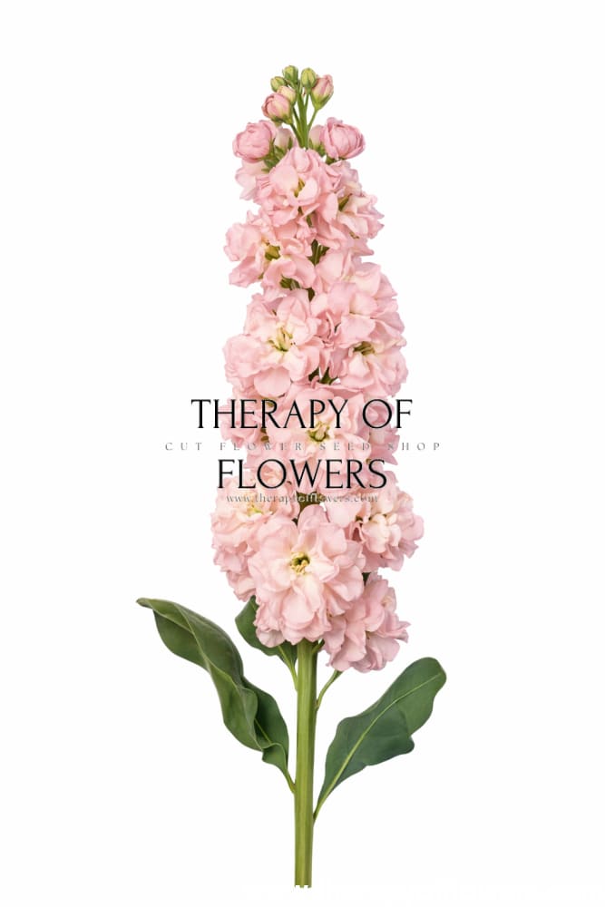 Matthiola incana Iron Cherry Blossom - 30 seeds / 60 cm / Cherry Blossom - Seeds