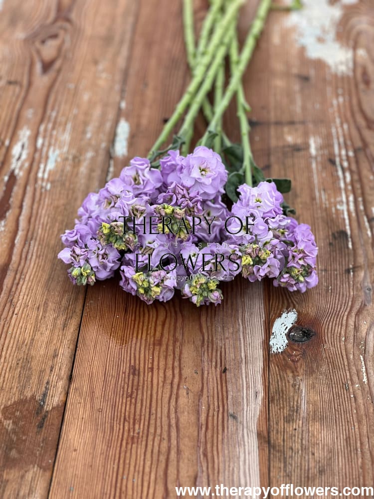 Matthiola incana Iron Marine therapyofflowers.com