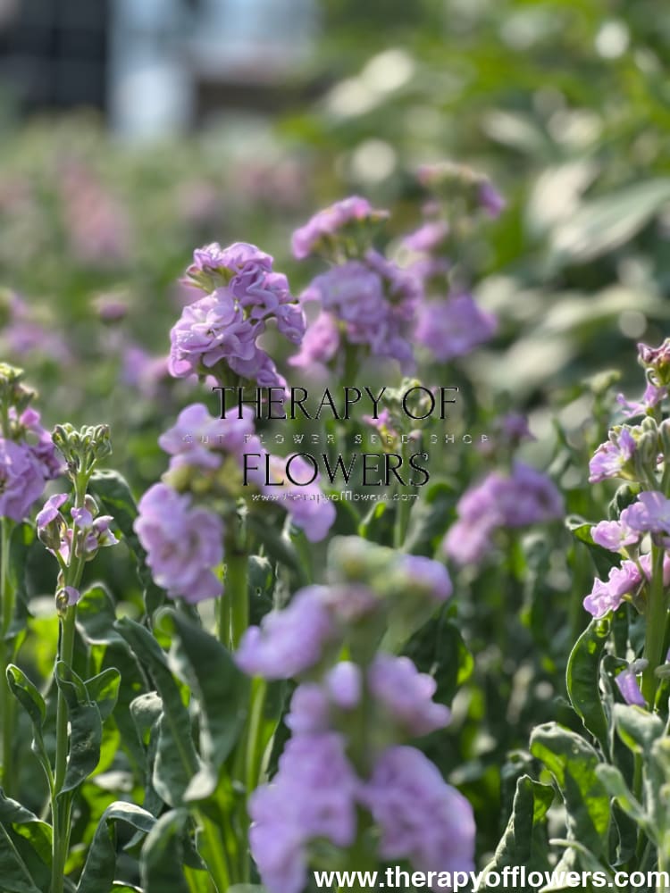 Matthiola incana Iron Marine therapyofflowers.com