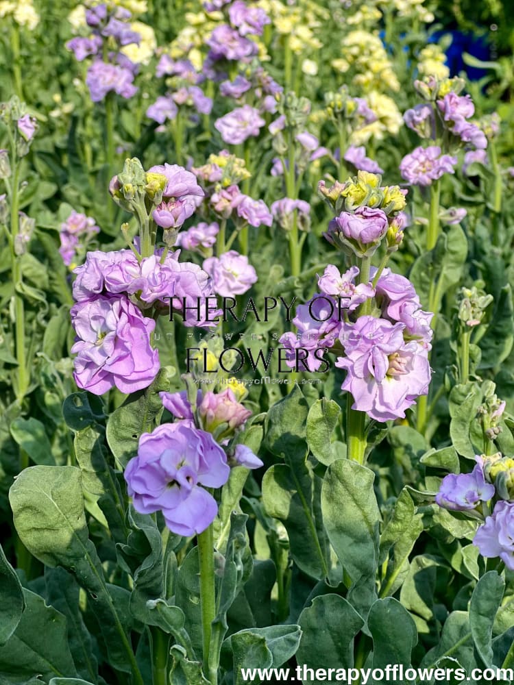 Matthiola incana Iron Marine therapyofflowers.com