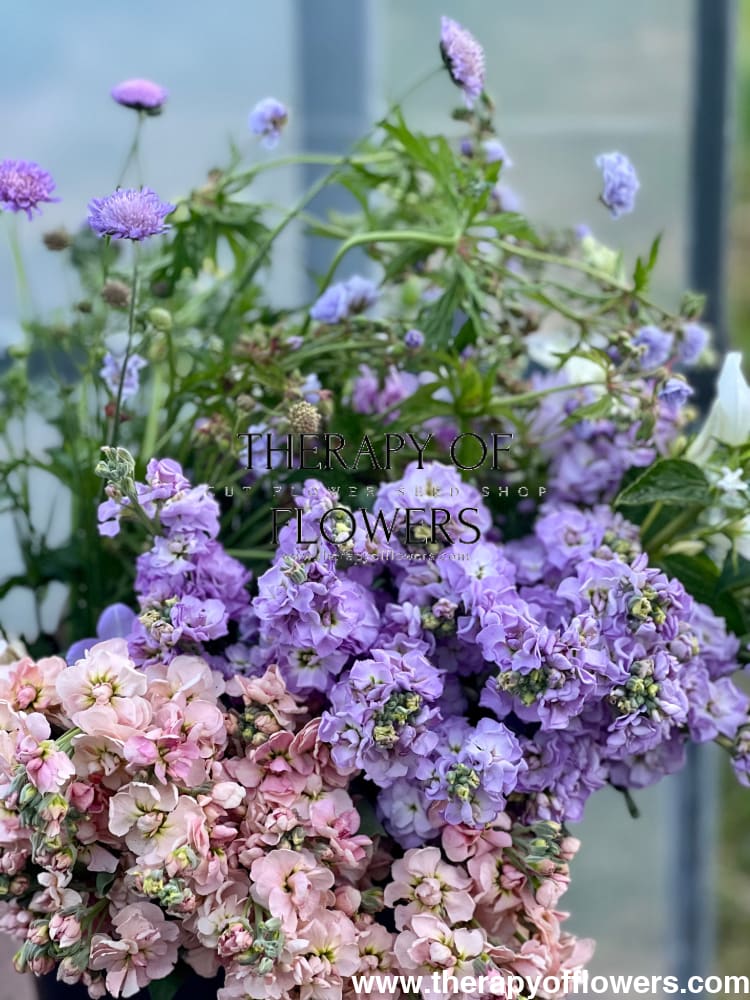 Matthiola incana Iron Marine therapyofflowers.com