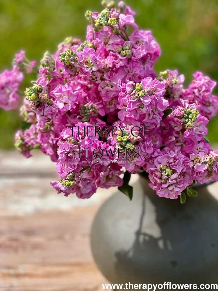Matthiola incana Iron Pink therapyofflowers.com
