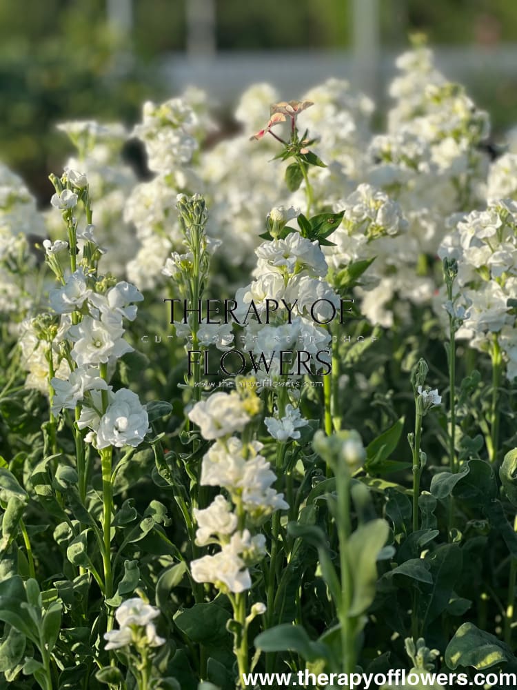 Matthiola incana Iron White therapyofflowers.com