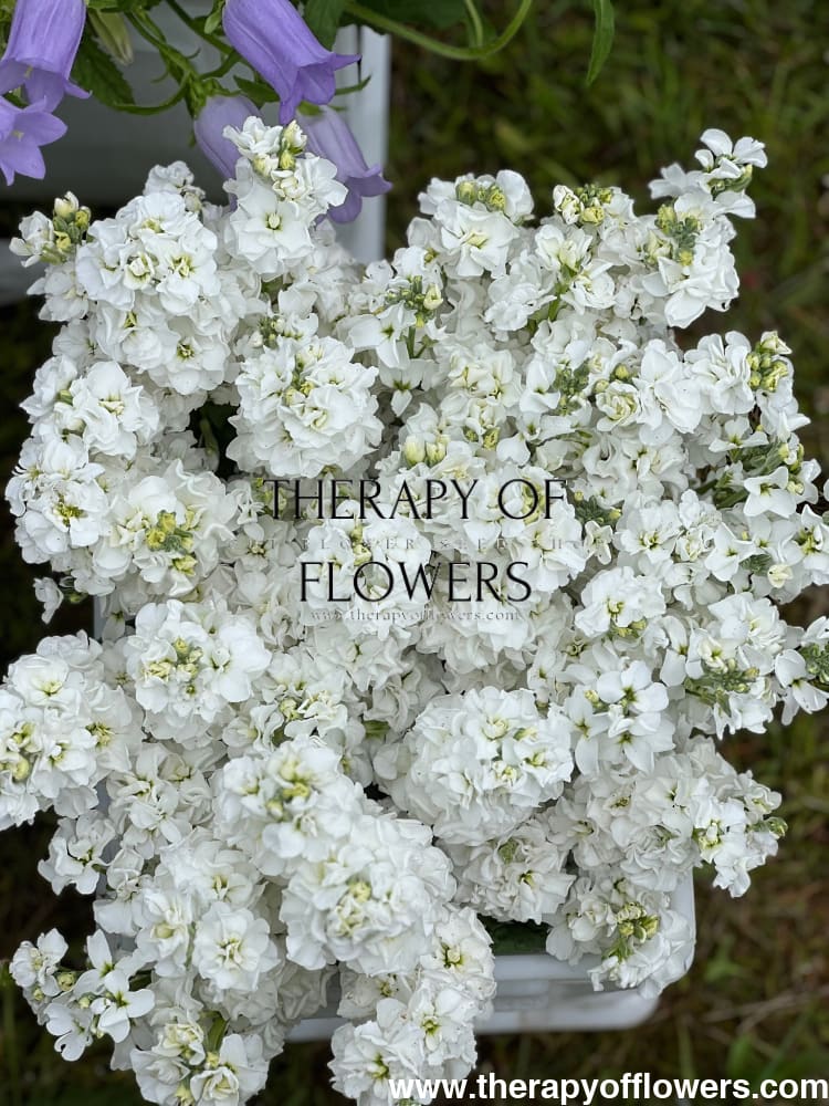 Matthiola incana Iron White therapyofflowers.com